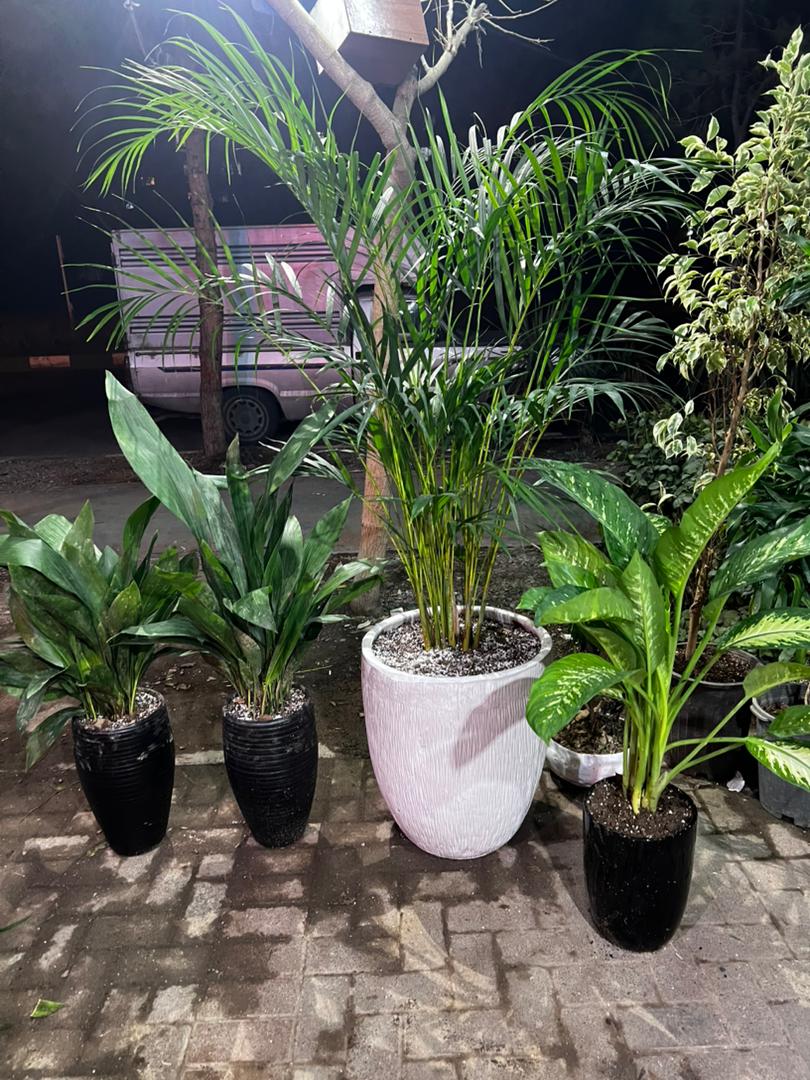 گلخانه ارکیده در مشهد